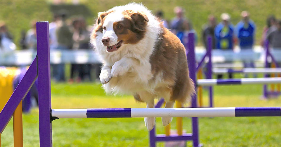 L'Agility