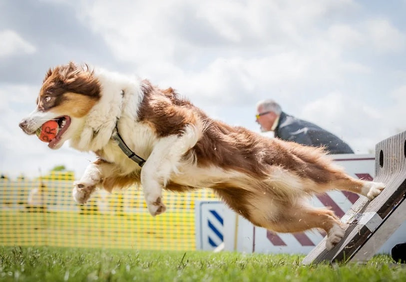 Le Flyball