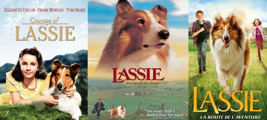 Chien Célèbre : Lassie, le Colley Héroïque qui a conquis le Monde