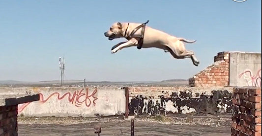 Le Dog Parkour ou Urban Agility