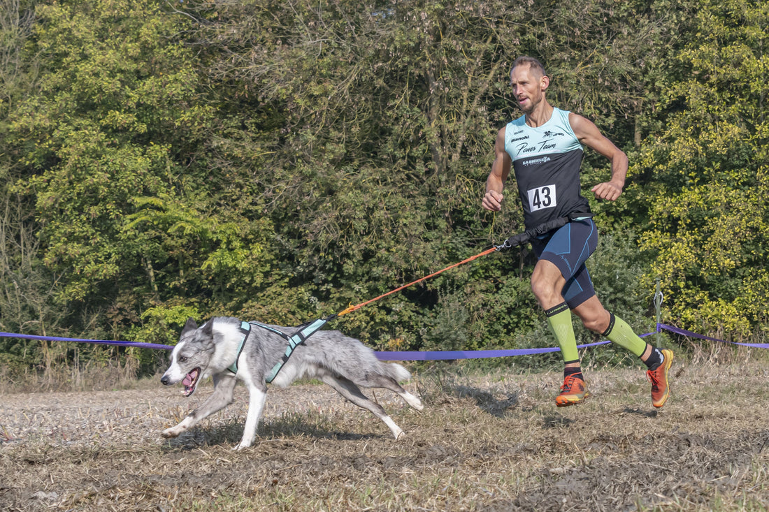 Le Cani-cross