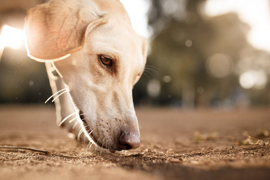 Le Flair du Chien