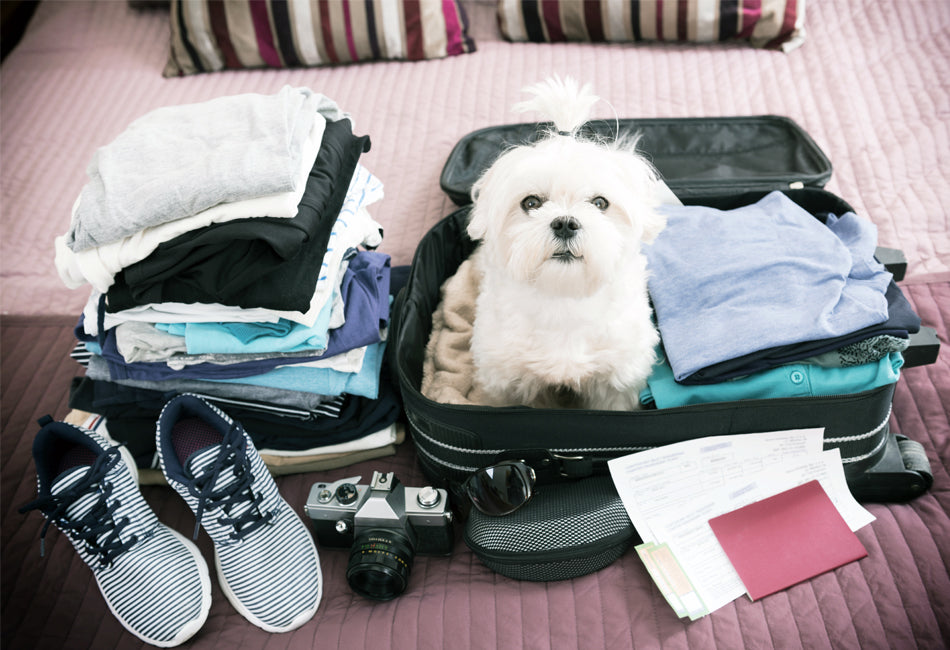 Partir en vacances AVEC  son chien