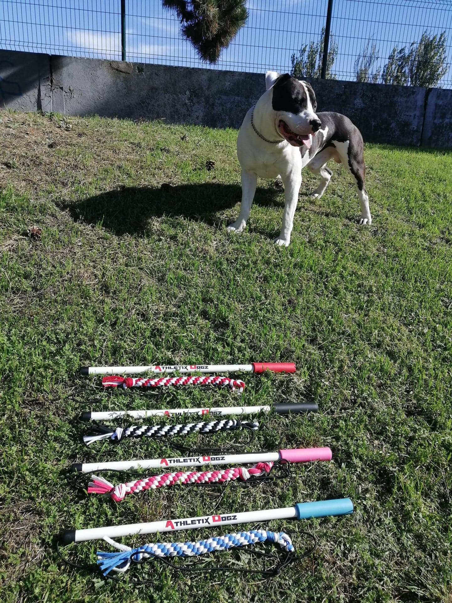 Flirtpoles "Athletix Dogz"